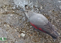 Wallcreeper