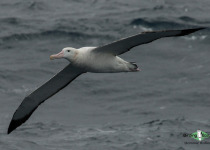 Wandering Albatross