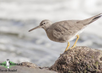 Wandering Tattler