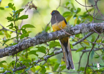 Ward's Trogon