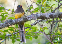 Ward's Trogon