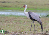 Wattled Crane