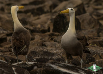Waved Albatross