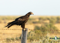 Wedge-tailed Eagle