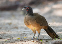 West Mexican Chachalaca