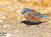 Western Bluebird
