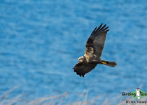 Western Marsh Harrier