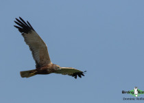 Western Marsh Harrier