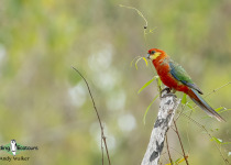 Western Rosella