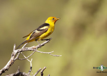 Western Tanager