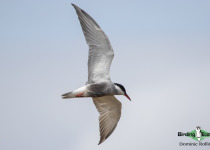 Whiskered Tern
