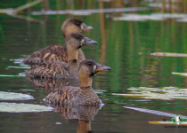 White-backed Duck