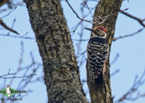White-backed Woodpecker