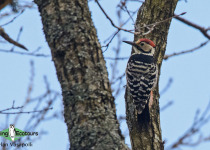 White-backed Woodpecker