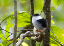 White-bearded Manakin