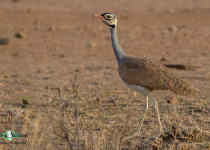 White-bellied Bustard