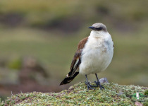 White-bellied Cinclodes