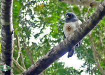White-bellied Goshawk