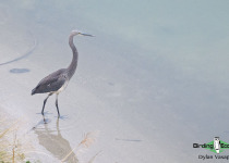 White-bellied Heron