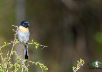 White-bellied minivet
