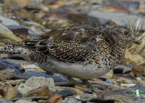 White-bellied Seedsnipe
