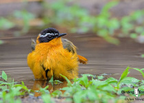 White-browed Robin-Chat