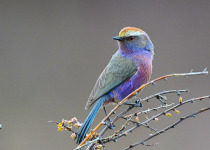 White-browed tit-warbler