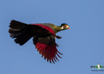 White-cheeked Turaco