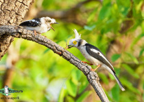 White-crested Helmetshrike