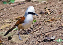 White-crested Laughingthrush