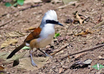 White-crested Laughingthrush