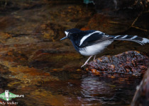 White-crowned Forktail