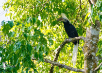 White-crowned Hornbill