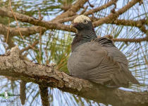 White-crowned Pigeon