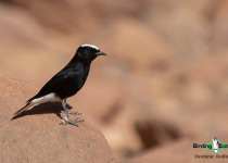 White-crowned Wheatear