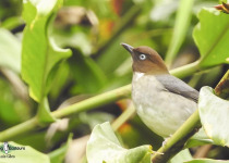 White-eyed Thrush