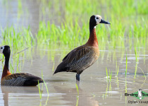 White-faced Whistling Duck