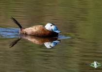 White-headed Duck