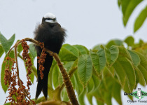 White-headed Saw-wing