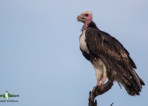 White-headed Vulture