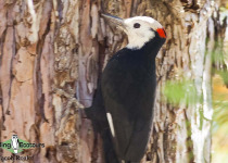 White-headed Woodpecker