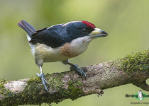 White-mantled Barbet