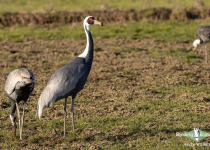 White-naped Crane