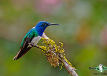 White-necked Jacobin