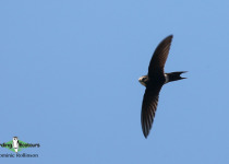 White-rumped Swift
