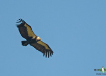 White-rumped Vulture