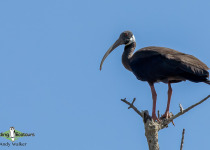 White-shouldered Ibis