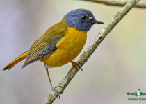 White-starred Robin