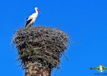 White Stork