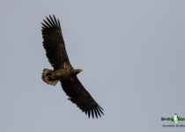 White-tailed Eagle